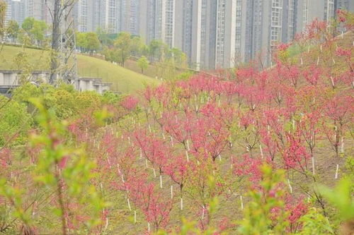荒坡變花海 江北區1800余株碧桃綻放，精細化綠化扮靚城市角落