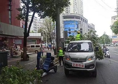 耒陽市城管局 修剪校園周邊綠化樹，守護安全與綠意同行