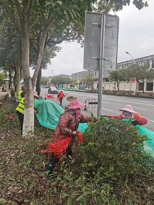 漳平市城市管理局 為樹木披上“防寒衣”，全面筑牢冬季綠化防線