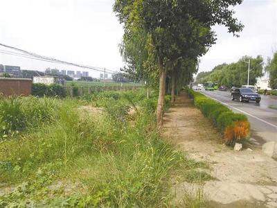 雜草“霸占”馬路邊，如此“綠化”讓人憂——城市綠化管理需精細化